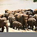 orphelinat des éléphants