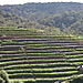 les plantations de thé