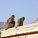 des singes partout......