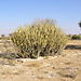 Désert de thar