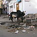 vaches sacrées.....