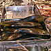 Ca c'est de la moule !!