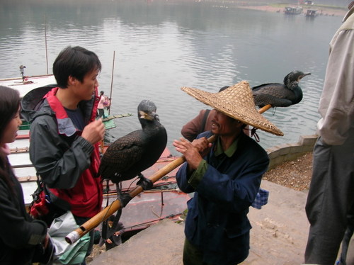 Guilin pêcheur aux cormorans