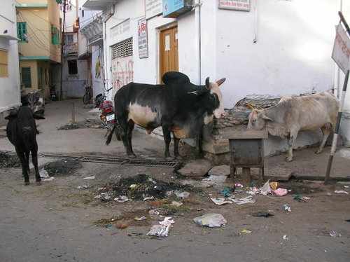 vaches sacrées.....
