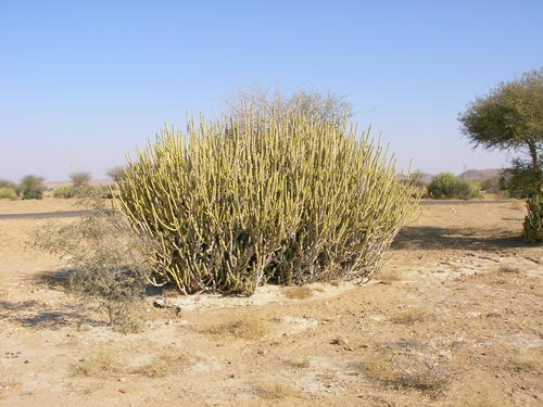 Désert de thar