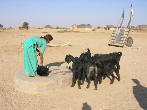 Désert de thar, le puits du village.....