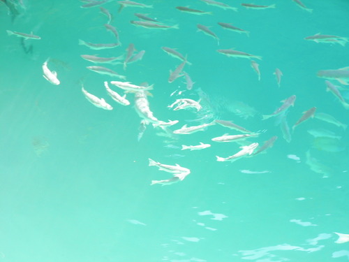 Maldives bandos