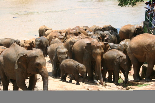 orphelinat des éléphants