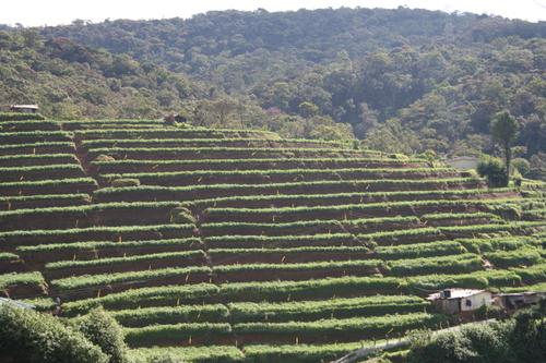les plantations de thé